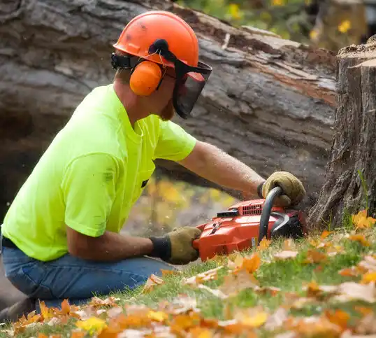 tree services Kinnelon